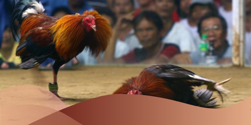 Điểm nổi bật của kèo gà đá đẳng cấp trực tiếp tại Loto188